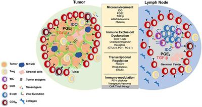 Toward T Cell-Mediated Control or Elimination of HIV Reservoirs: Lessons From Cancer Immunology